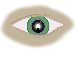 eye
